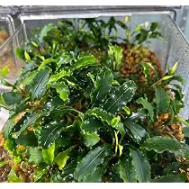 Amazon.co.jp: ブセファランドラティアBucephalandra sp. Theia 1株